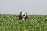 BEARDED COLLIE 136
